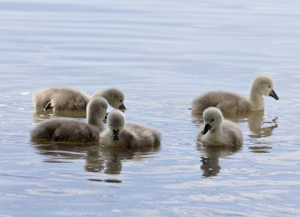 Cygnets at Abbotsbury Swannery